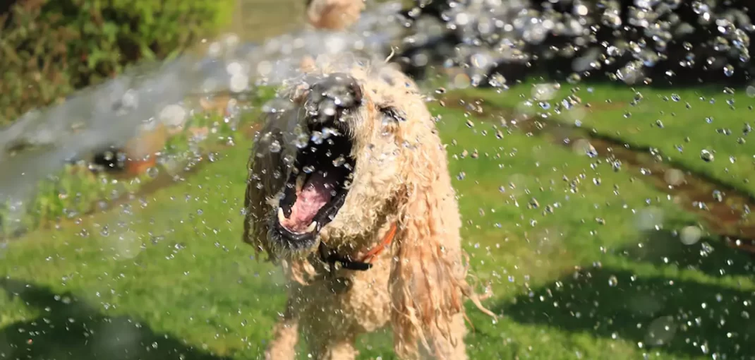 مخاطرات تابستان برای سگ ها - تصویر 1