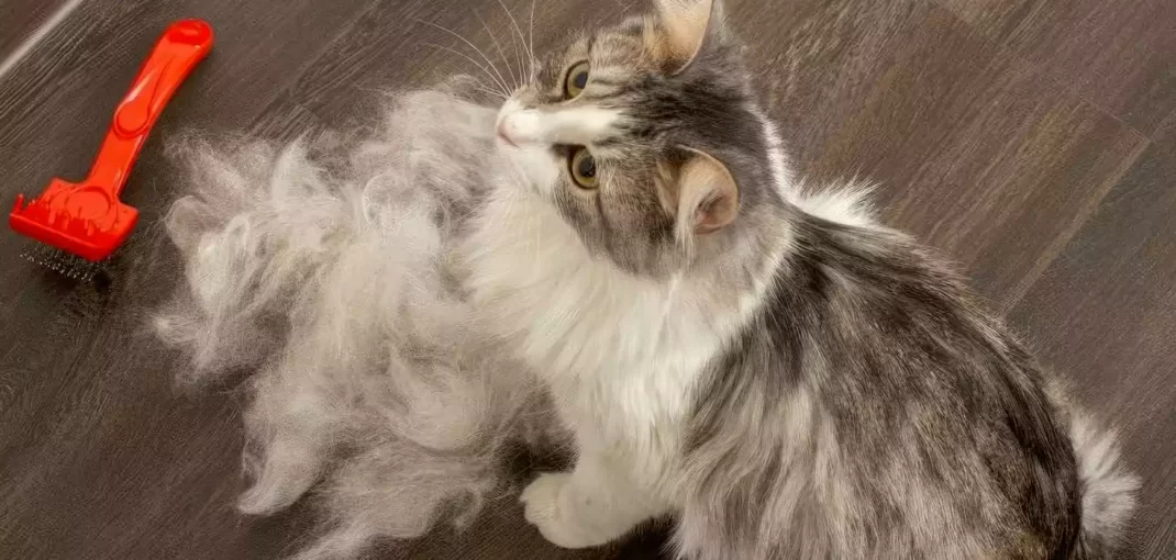 ریزش مو در گربه ها-1