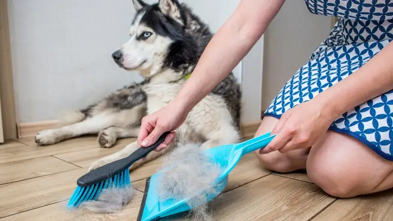 راه های درمان و جلوگیری از ریزش مو سگ