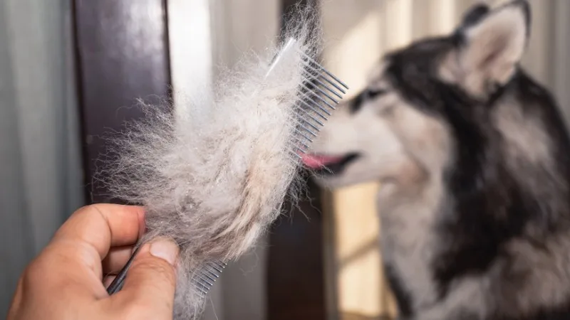 علت ریزش موی سگ چیست؟ درمان و جلوگیری از ریزش