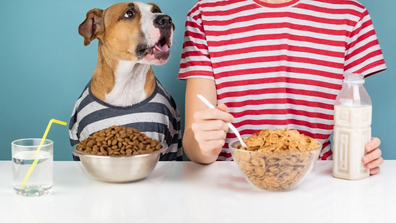 خوردن غذای حیوانات خانگی توسط انسان