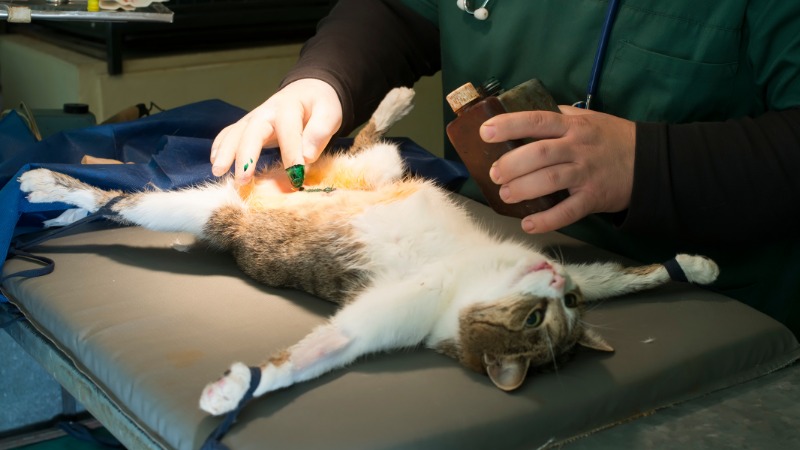 مراقبت‌های ضروری پس از جراحی عقیم‌سازی سگ و گربه