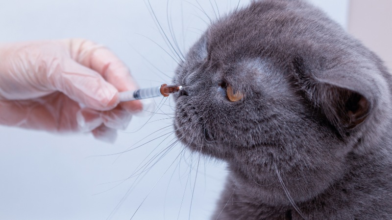 همه چیز درباره ی واکسیناسیون گربه ها