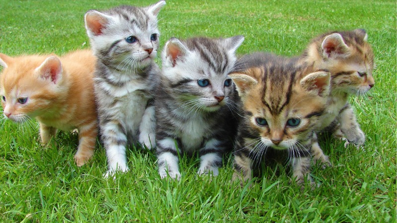 بررسی علائم و نشانه‌های پوکی استخوان در گربه‌ها​