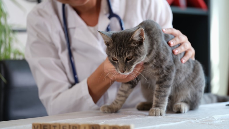 مشکلات و بیماری مزمن کلیوی (CKD) در گربه ها