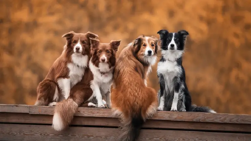 تعاملات اجتماعی برای افزایش طول عمر سگ ها