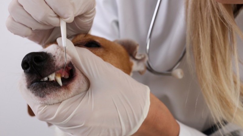 چرا نظافت دندان و دهان سگ مهم است؟