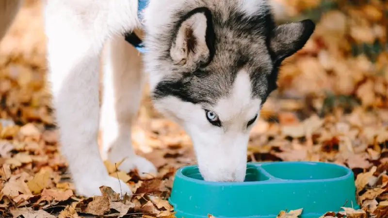 اهمیت آب در مراقبت از سگ هاسکی