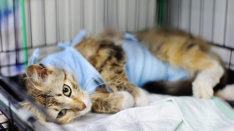 راه‌هایی برای بهبود بیماری مزمن کلیوی در گربه‌ها