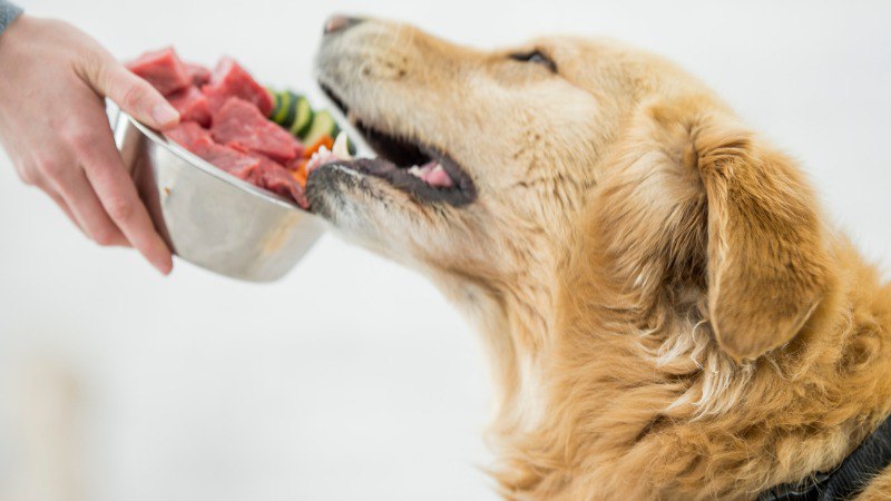 غذاهای ممنوعه برای سگ کدام است؟