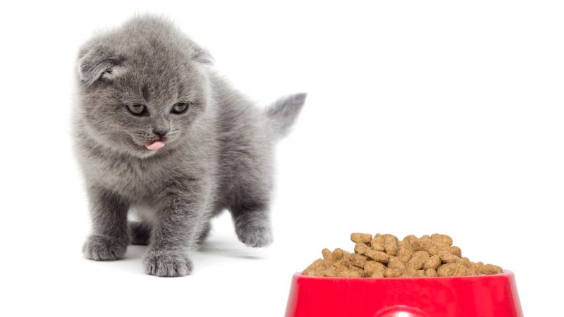 غذای گربه چیست؟