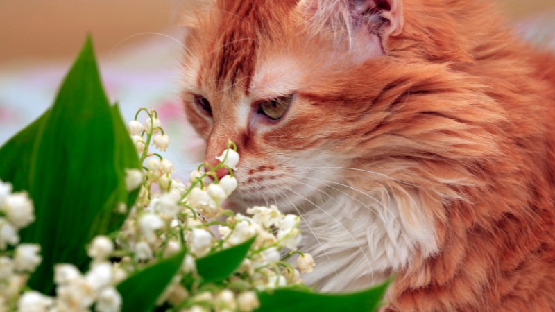 آیا گربه ها می توانند گیاه خوار باشند؟