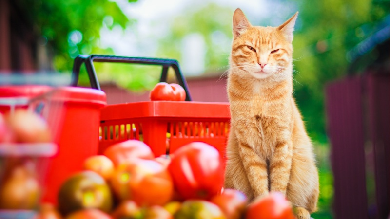 آیا گربه ها می توانند گیاهخوار باشند؟