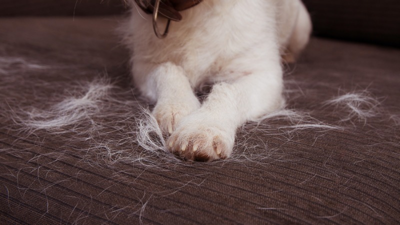 آیا موی سگ باعث بیماری میشود؟