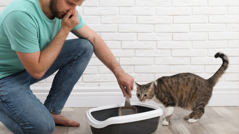 رژیم غذایی گیاهخواری برای گربه چه عواقبی دارد؟​