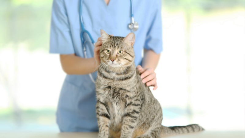 چه زمانی باید گربه را نزد دامپزشک ببرید؟