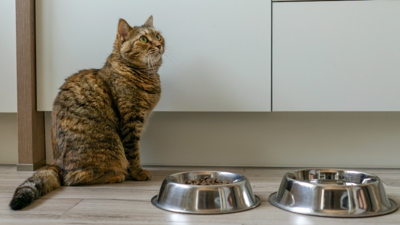 چرا گربه غذای خشک نمیخورد و راه حل‌های رفع آن