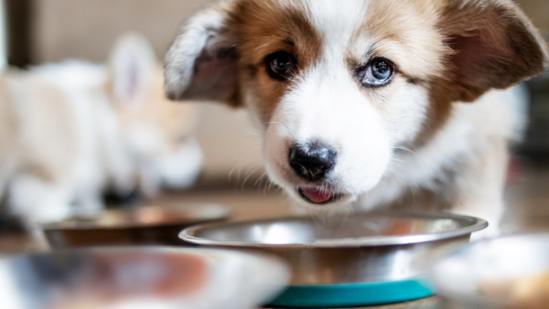 تاثیر فیبر در تغذیه سگ