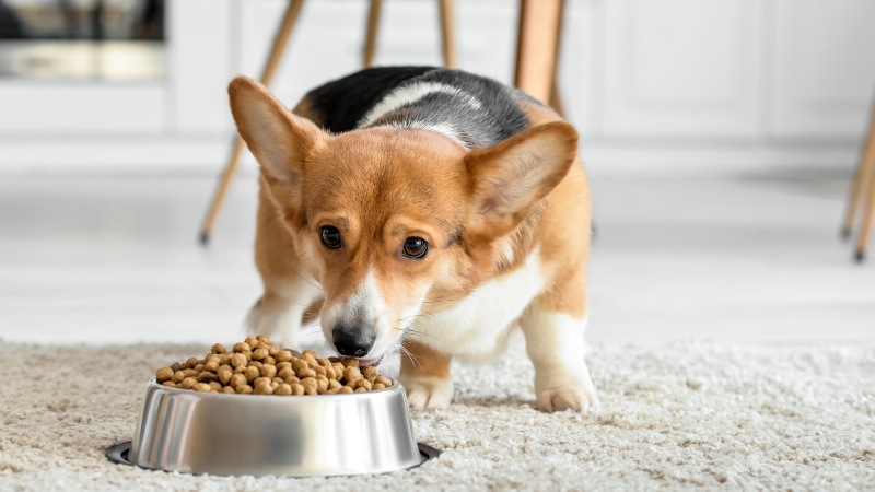 چه غذایی به سگمان بدهیم