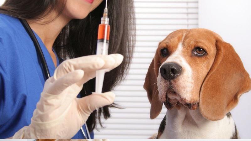 همه چیز درباره واکسیناسیون سگ