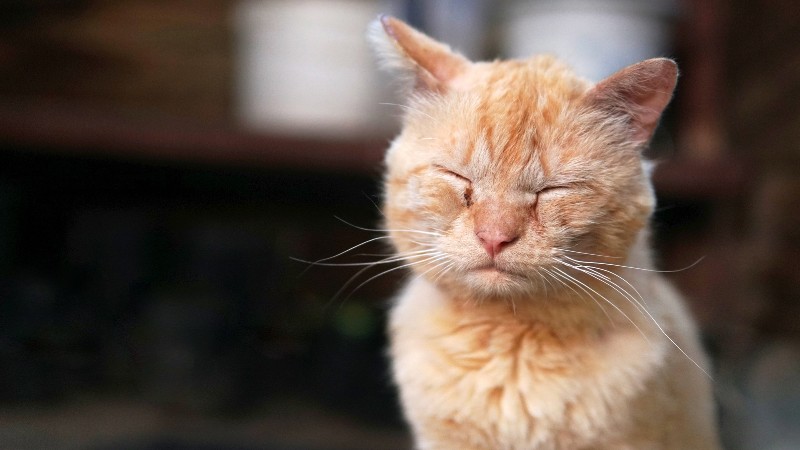 حسایت و آلرژی های غذایی در گربه