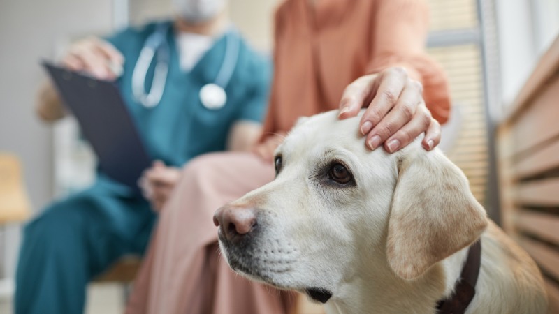 آماده سازی سگ برای واکسیناسیون