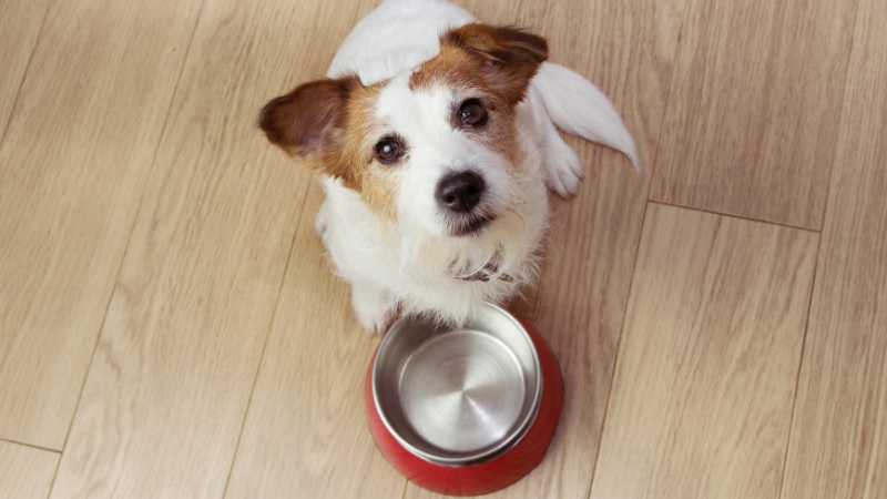 غذاهای ممنوعه برای توله سگ