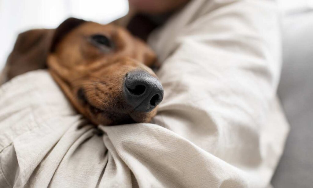 یک سگ چقدر به خواب نیاز دارد؟